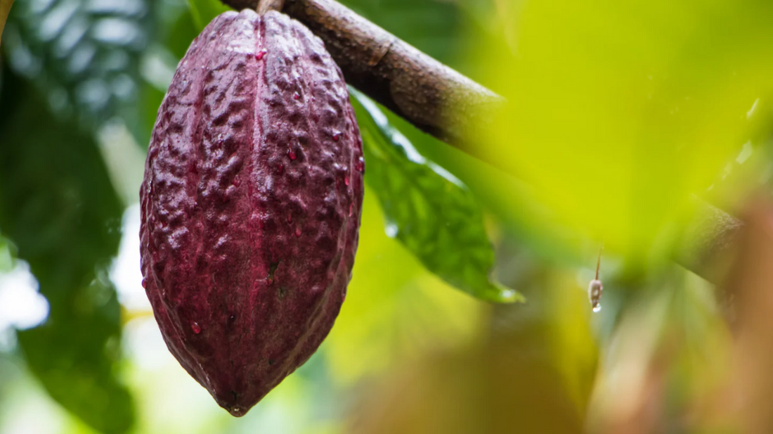Unlock the Secrets of Superfoods: Nourish Your Body, Elevate Your Health