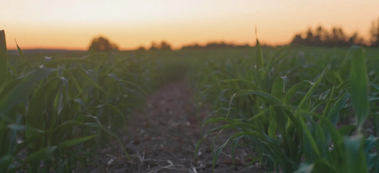 "Sunset over a vibrant green field of young crops—representing Apotheka Superfoods’ commitment to sustainable sourcing, natural ingredients, and farm-to-formula wellness."